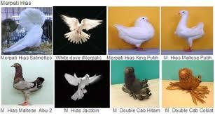 Jenis - Jenis Dari Budidaya Sebuah Ternak Hias