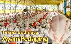 Teknik Dari Sebuah Budidaya Ayam Unggas Pedaging