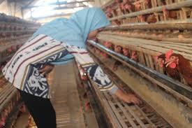 Sarana Budidaya Dari Sebuah Unggas Petelur